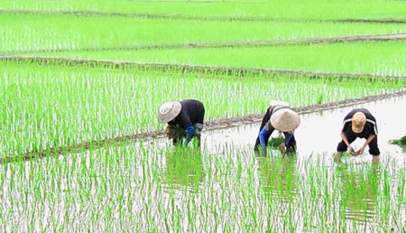Ninh Giang tập trung gieo cấy lúa mùa